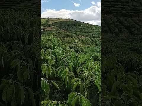 roça de café no farropilha município de Rio bananal estado Espírito Santo