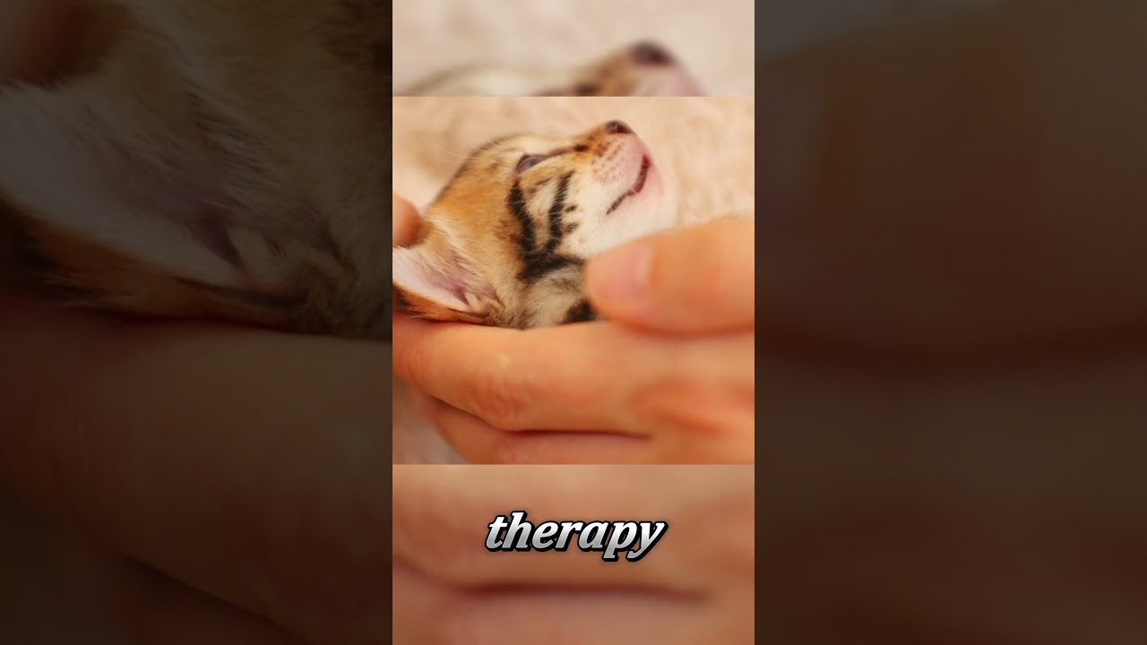 Little Lives, Big Hope: Be Their Hero #kitten #adoptdontshop #catlovers #animallover #rescuecats