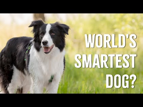 The Most Intelligent Dog Breeds in the World