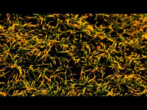 blackhawk security spot