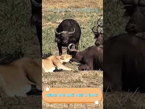 Bulls 🐂 Vs Liger 🐅 !! #bulls #liger #animals #fighting