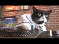 DJ Kitty Does ABBA Hole In Your Soul