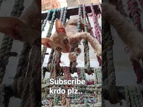 lazy cat #cat #cat video #catlovers #catshorts #catlife