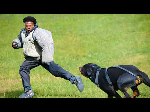 iShowSpeed vs Military Attack Dogs!