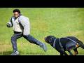 IShowSpeed Vs Military Attack Dogs