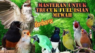Download lagu Masteran trucukan fuel isian mewah terbaru 2022 mp3 Download lagu Masteran trucukan fuel isian mewah terbaru 2022 mp3