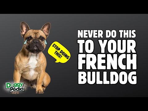 8 Things You Must Never Do To Your French Bulldog