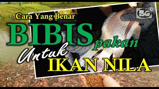 Download lagu Cara Benar Membibis Pakan Nila Menggunakan Obat Alami Agar Ikan Cepat Panen dan Untung Besar mp3