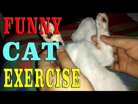 Cat Funny Exercise | Cat Relaxing Exercise | Cat Video for Fun Video