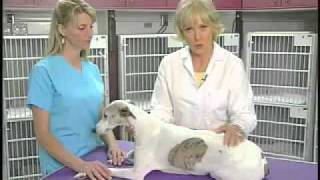 Neurologic exam of dogs: module one