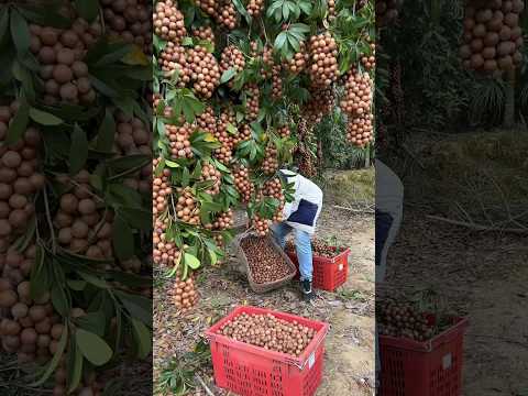 Macadamia nuts harvesting from farmers and beautiful natural #agriculture #macadamia