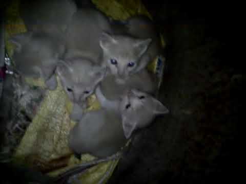 Chunnu Qaala gave birth to her 5th Generation Cats -5G in a drum