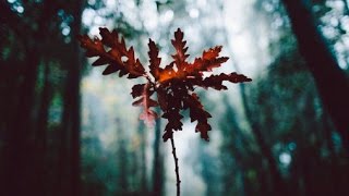 like a flower in the rain // Charles Bukowski