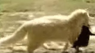 Эта кошка воровала соседских щенков, вскоре они поняли почему