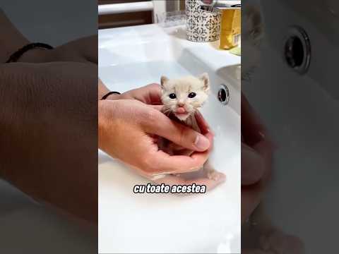 El nu știa deloc că acela nu era o pisică 😳