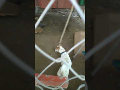 HAPPIEST DOGS IN GOVARDHAN ECO VILLAGE