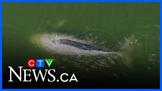 Caught on video: Vancouver jet skier crashes into grey whale 