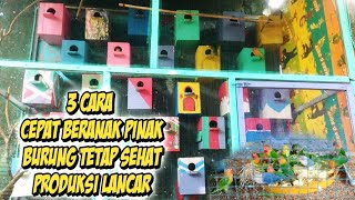 Download lagu Cara Ternak Lovebird Koloni - Kandangnya seperti Taman Kanak kanak.mp4 mp3