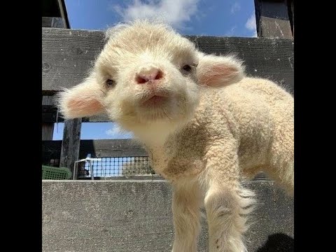 😸 Потрясающе смешные видео с животными для поднятия настроения! 🐈 Улыбнитесь! 🐱