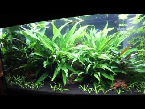 juwel primo 60 LED aquascape.
