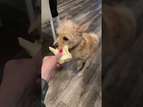 什麼動物可以養