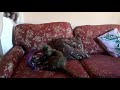 Young Cat Jumping 6 On Sofa