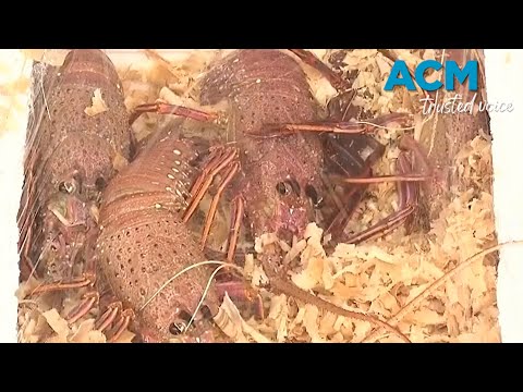 $240,000 worth of smuggled Australian lobsters incepted in Hong Kong