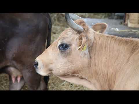 TAGWERK Nachgefragt - Murnau-Werdenfelser Rinder auf dem Obergrashof