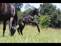 Pouliche - CDF - 2026 - Dressage - France