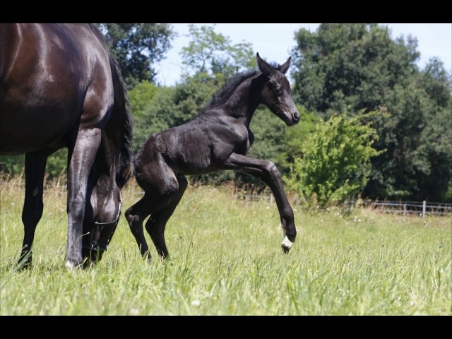 Pouliche - CDF - 2026 - Dressage - France