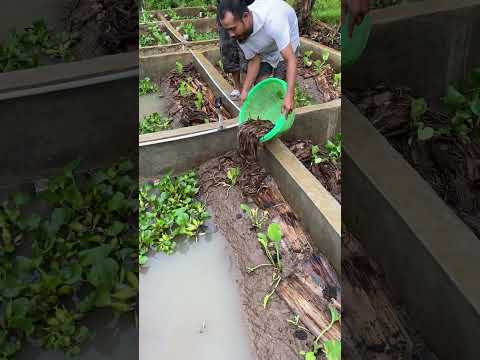 Eel farm pandeglang #budidayabelut #fishing #carabudidayabelut