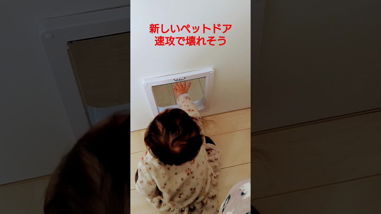 新しくなったペットドアの寿命