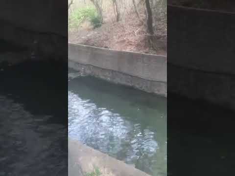 Los nacimientos de Mercedes La Ceiba.  La Paz