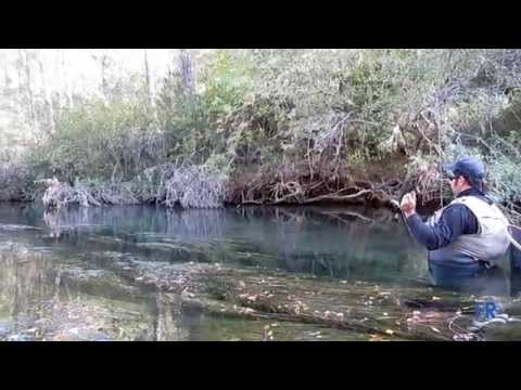 Fly Fishing Tagus River