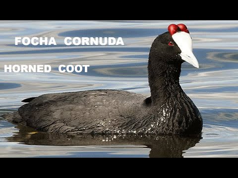 FOCHA CORNUDA | CRESTED COOT | Fulica cristata