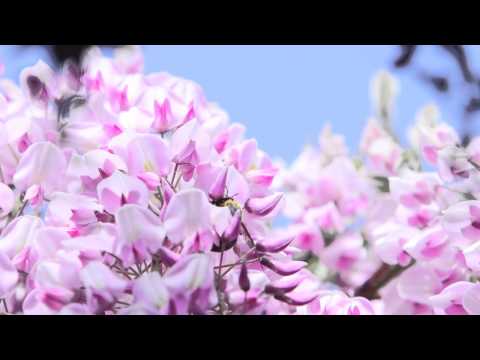 河内藤園