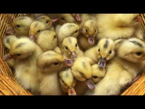 Amazing Pekin Duckling Hatching From Eggs - Nee Baby Duck