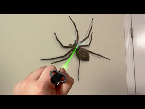 why did i point this at SPIDER..
