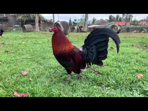 Mclean hatch winners