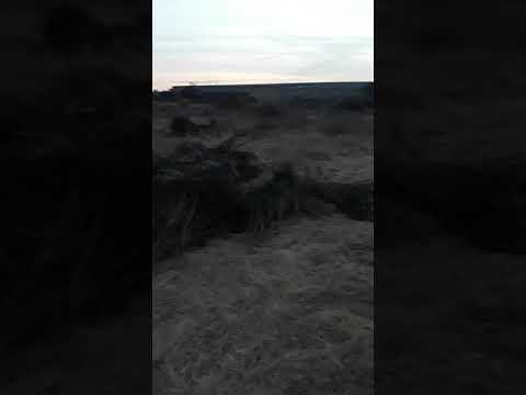 Cal Trans cut bushes (11/20/18)