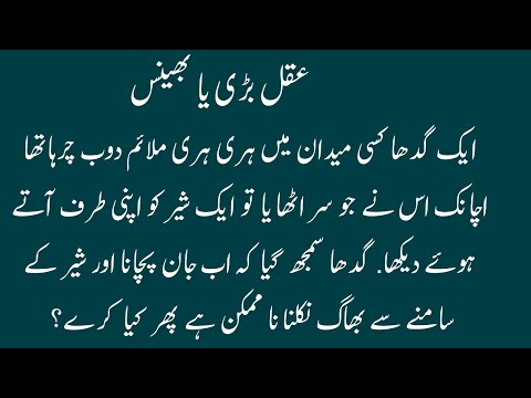 AQAL BADI YA BHAINS. AQAL BADI YA BHAINS.