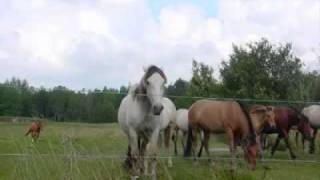 Eric Burdon  &amp; The Animals - To Love Somebody