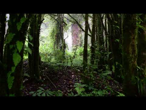 RAIN FOREST VIDEO BACKGROUND - 4K, HOH RAIN FOREST - NATURE RELAXATION VIDEO - 26