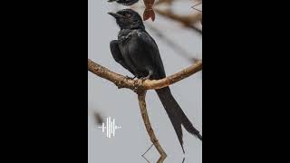 Download lagu SUARA KICAU BURUNG SRIGUNTING🐦👀 mp3