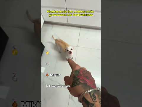 Rankeando los Videos más Graciosos de Chihuahuas                               #perros