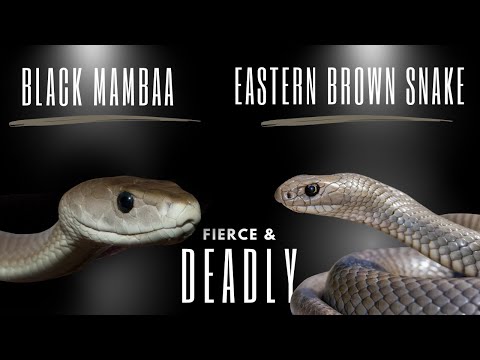 Deadly Serpents - Eastern Brown Snake vs. Black Mamba