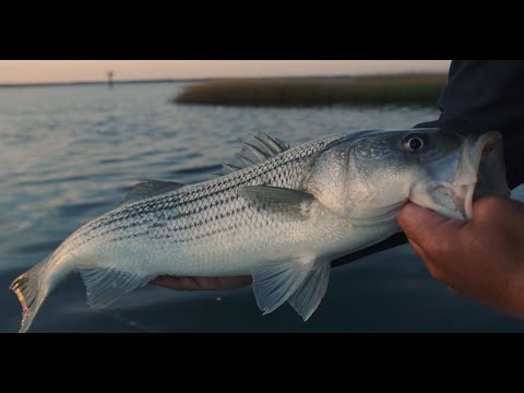 TackleDirect P...