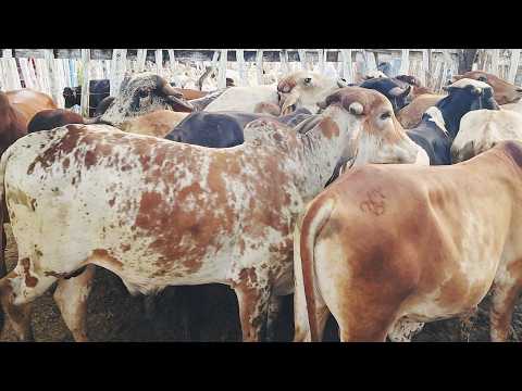 FEIRA DO GADO EM CUPIRA-PE    03-04-2026  #nordeste