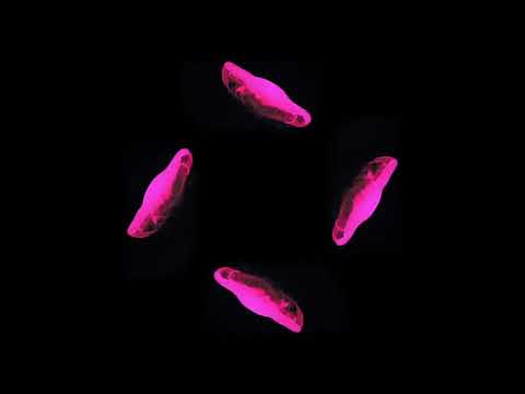 Şaşırtıcı 3D Hologram Videosu