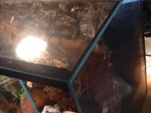 odebranie kokonu chromatusowi